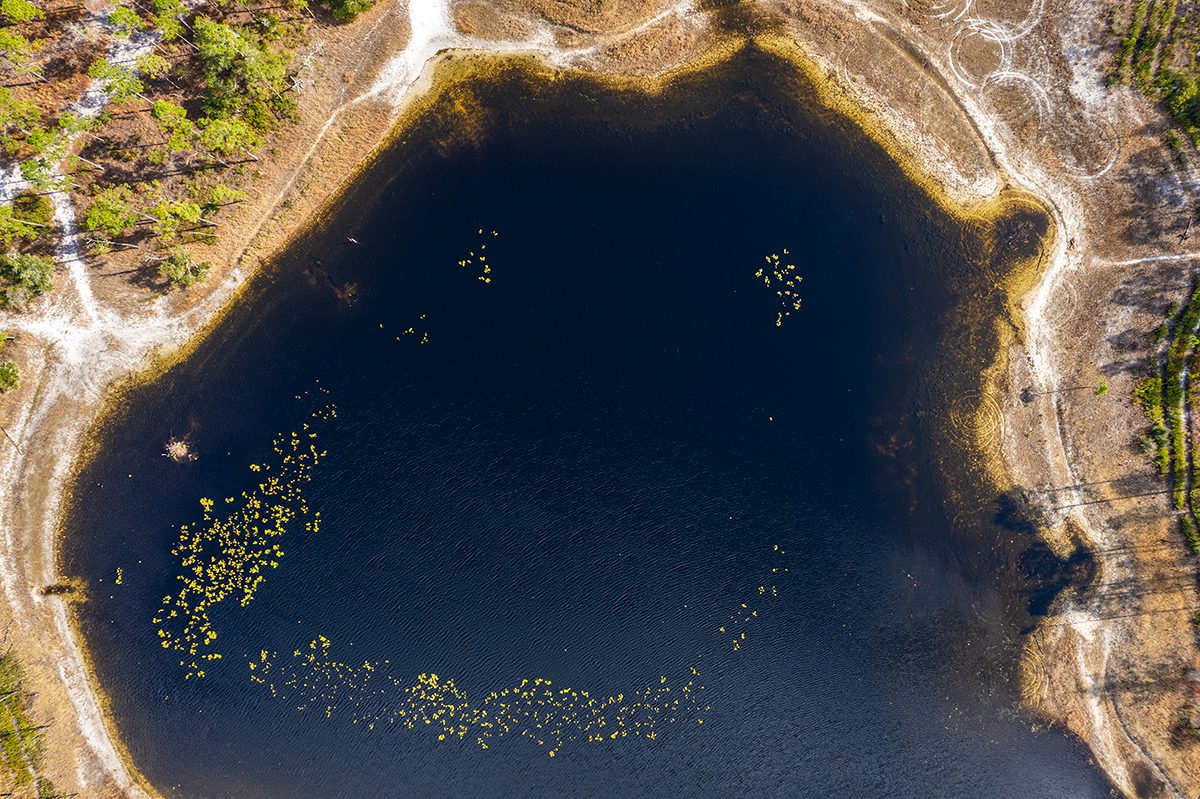 Aquatic vegetation forms a pleased expression on the water's surface as viewed from above the Patsy Pond Nature Trail in the Croatan National Forest near Newport. Photo: Dylan Ray