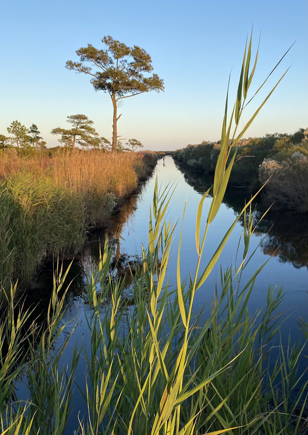 A canal runs to the Croatan Sound at Alligator River National Wildlife Refuge. Photo: Dan Chapman/USFWS