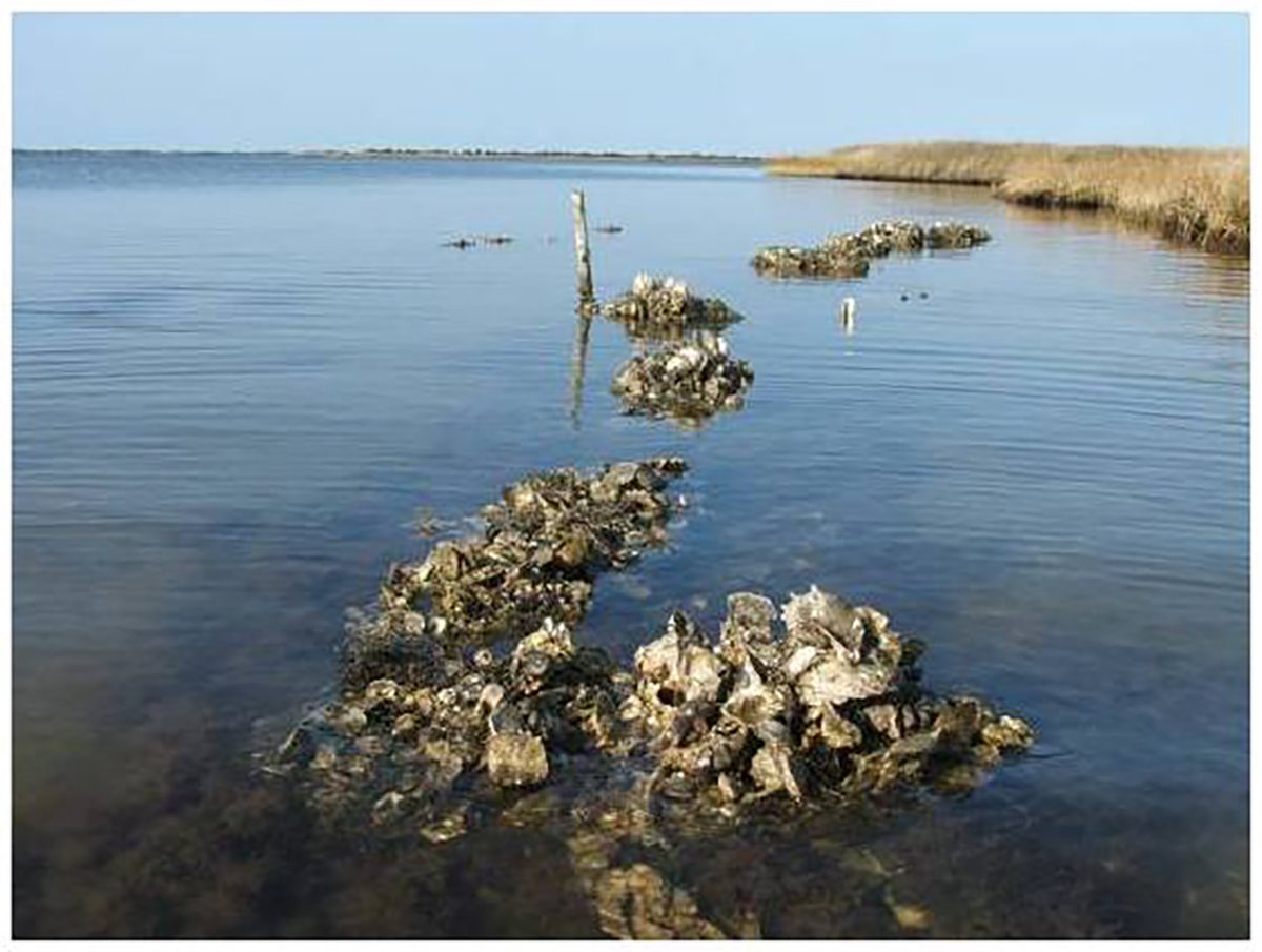 An oyster reef off Alligator River NWR. Photo: USFWS