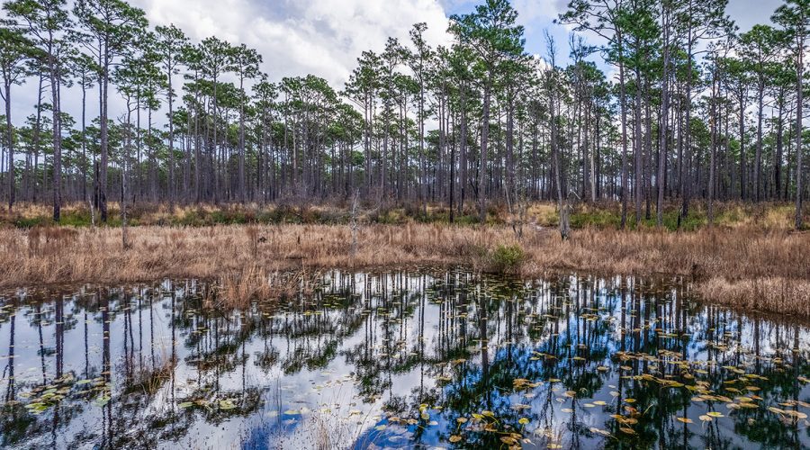Longleaf pines seems to reach the sky on a recent winter day along the Patsy Pond Nature Trail between Morehead City and Swansboro. Photo: Dylan Ray