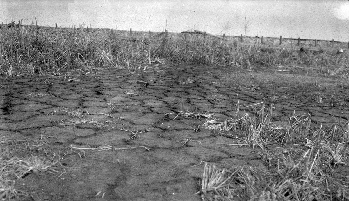 A view of Lake Mattamuskeet, drained, in 1927. Photo: State Archives of North Carolina