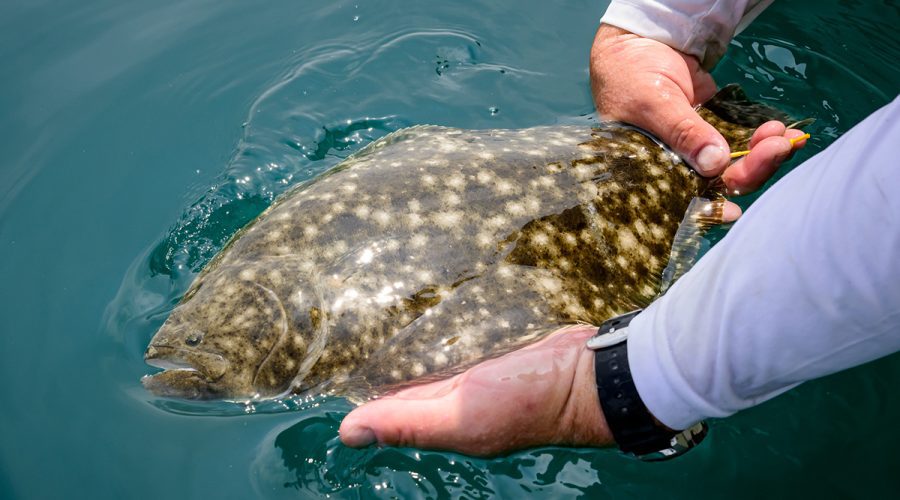 A flounder is released. Photo: Division of Marine Fisheries