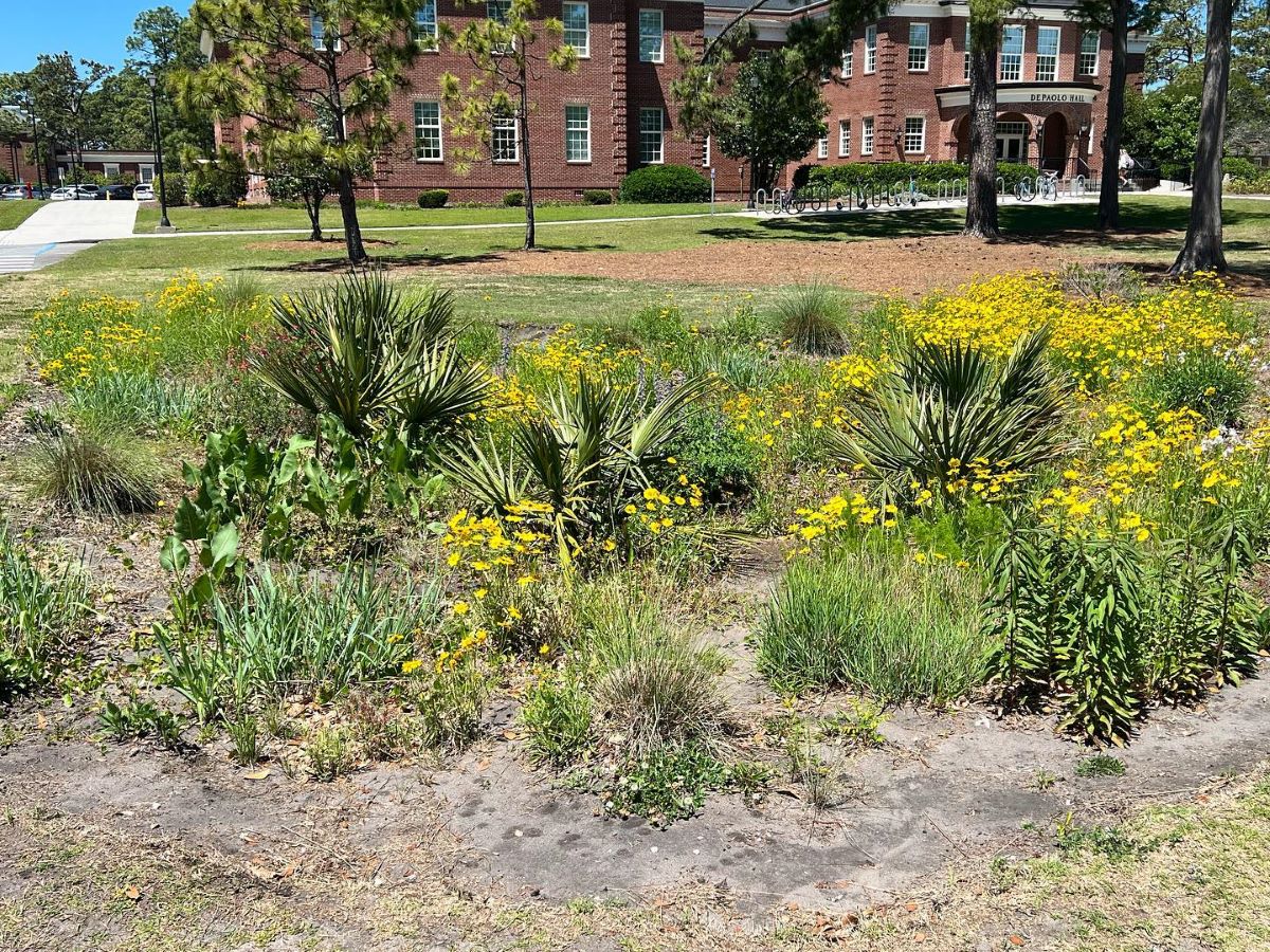 A low-maintenance rain garden on the campus of University of North Carolina Wilmington. Photo: Heal Our Waterways