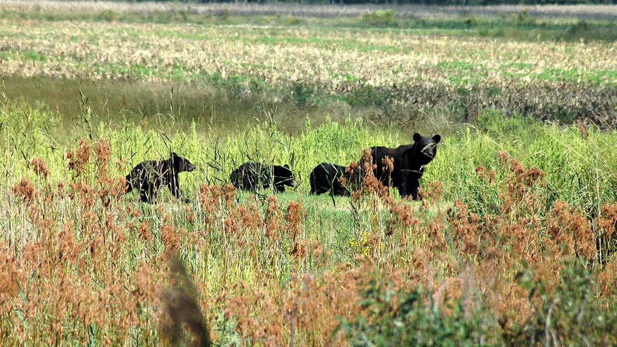 A mother and her cubs cross Alligator River National Wildlife Refuge. Photo: Garry Tucker/USFWS
