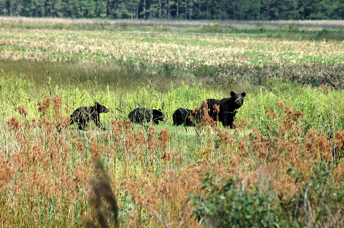 A mother and her cubs cross Alligator River National Wildlife Refuge. Photo: Garry Tucker/USFWS