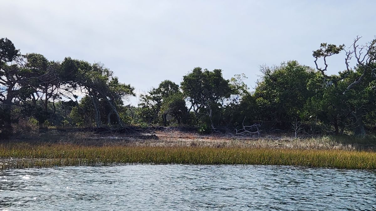 A shell midden on Bear Island eroding into Intercoastal Waterway in 2023. Photo: NC Office of State Archaeology