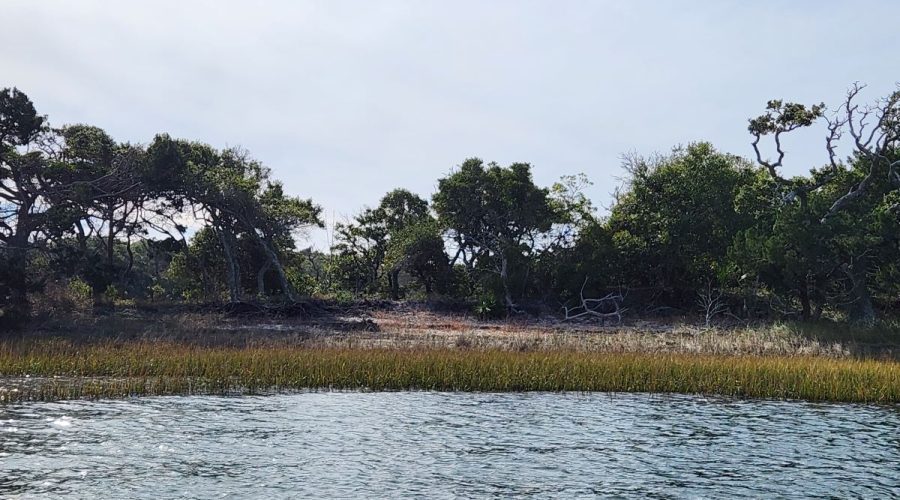 A shell midden on Bear Island eroding into Intercoastal Waterway in 2023. Photo: NC Office of State Archaeology