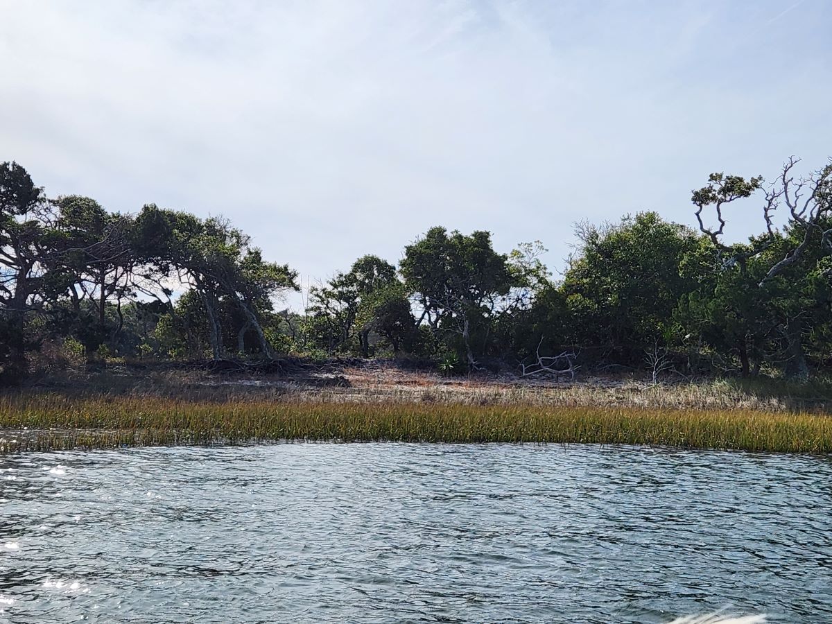 A shell midden on Bear Island eroding into Intercoastal Waterway in 2023. Photo: Office of State Archaeology