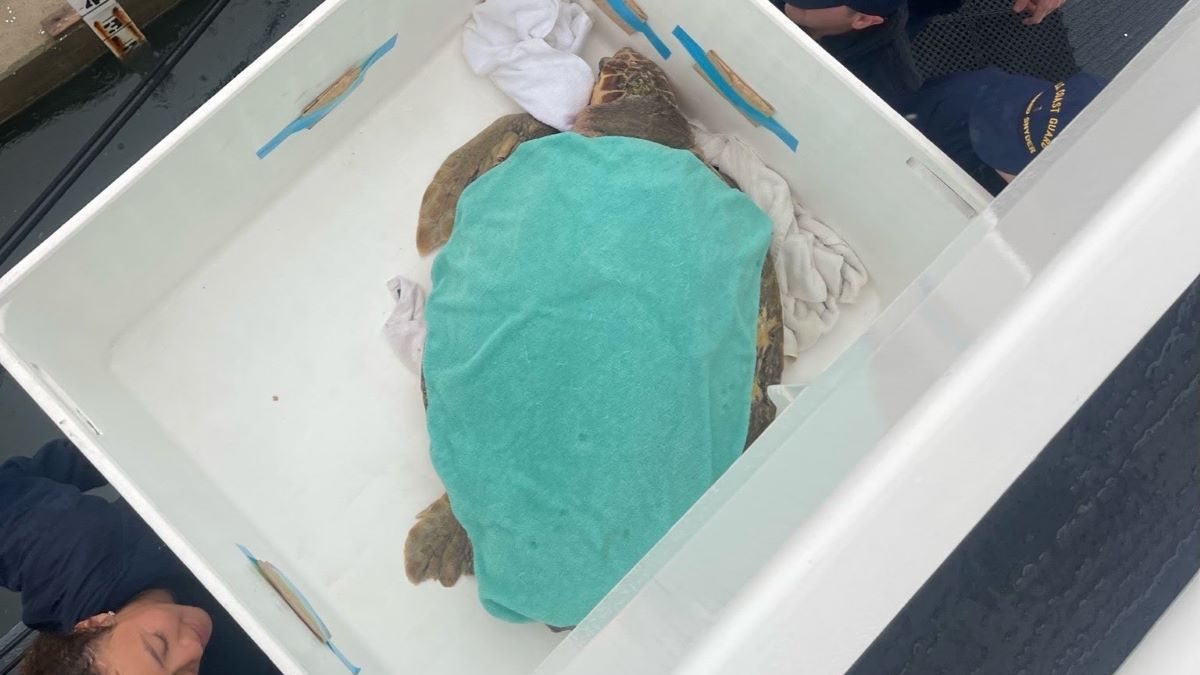 Crewmembers load a rehabilitated loggerhead sea turtle. Photo: U.S.C.G. Cutter Richard Snyder