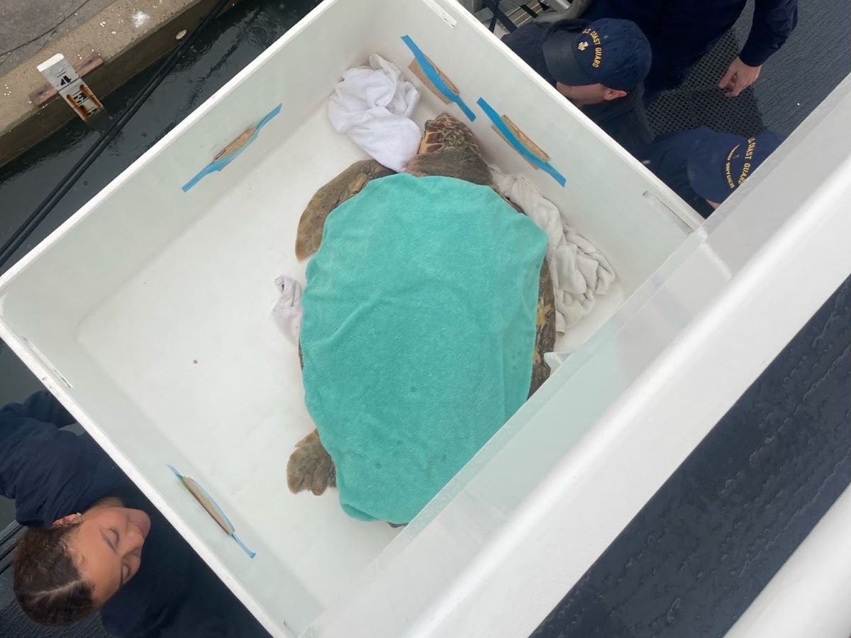 Crewmembers load a rehabilitated loggerhead sea turtle. Photo: U.S.C.G. Cutter Richard Snyder