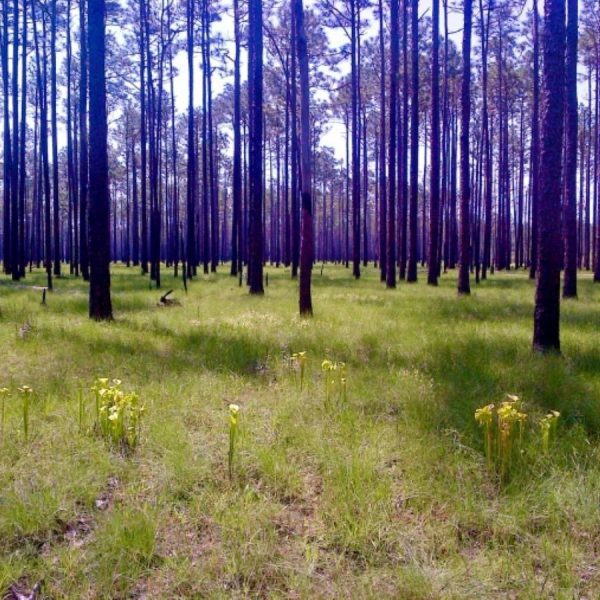 Beginning in the 1970s, the Nature Conservancy began purchasing the pine savannas and pocosin lands that now make up the Green Swamp Preserve. The Preserve is located on Hwy. 211 a few miles west of Supply, N.C. Photo by Tom Earnhardt