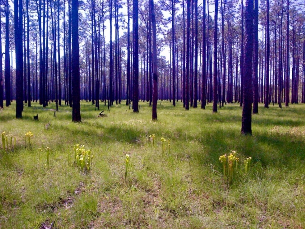 Beginning in the 1970s, the Nature Conservancy began purchasing the pine savannas and pocosin lands that now make up the Green Swamp Preserve. The Preserve is located on Hwy. 211 a few miles west of Supply, N.C. Photo by Tom Earnhardt