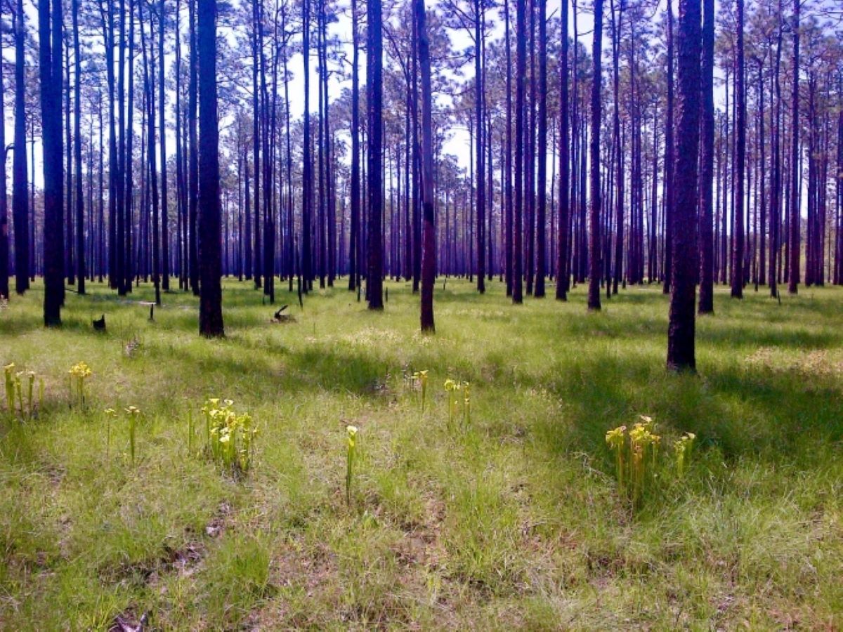 North Carolina longleaf pines its history and future