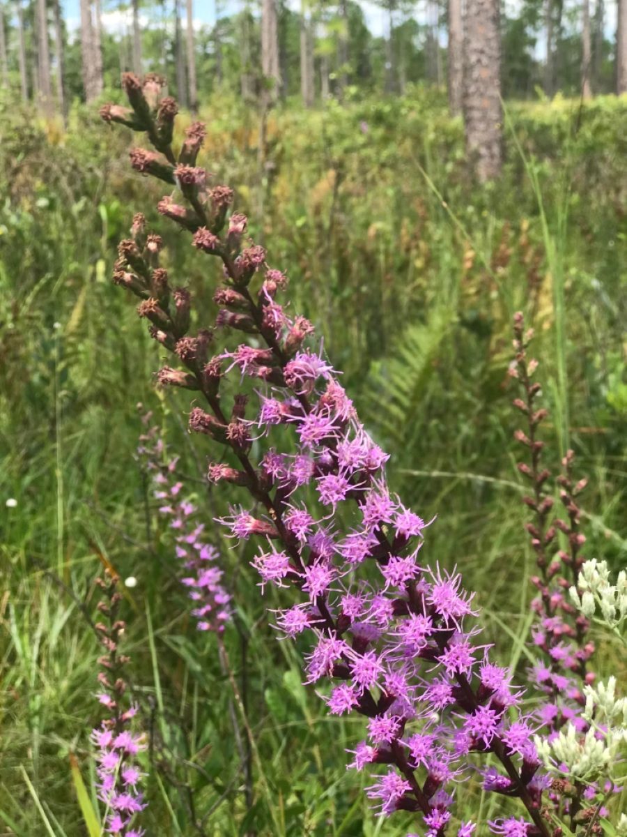 This is blazing star, one of several species of Liatris found in the Green Swamp starting in August. Photo by Tom Earnhardt