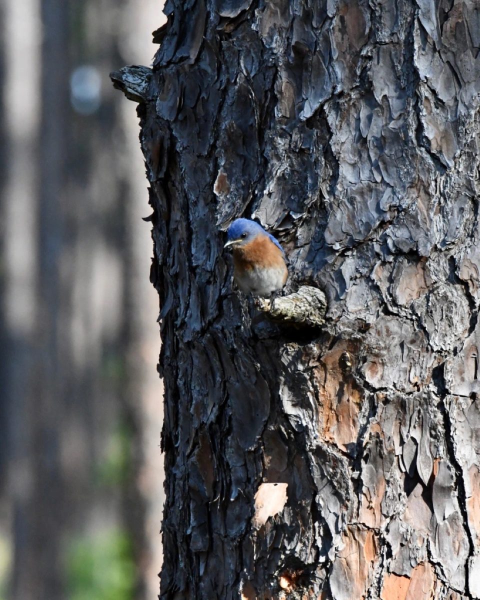 A bluebird in the Green Swamp Preserve. Photo by Tom Earnhardt
