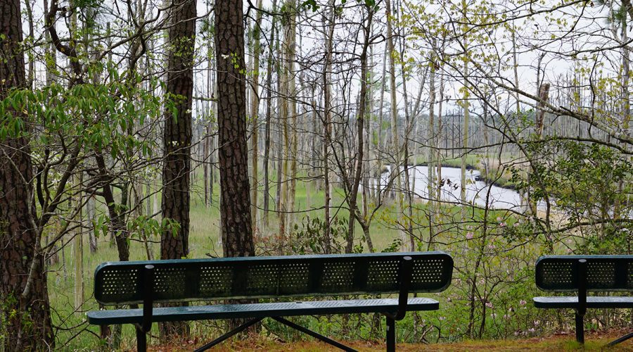 A view at Brunswick Nature Park. Photo: NC Division of Water Resources