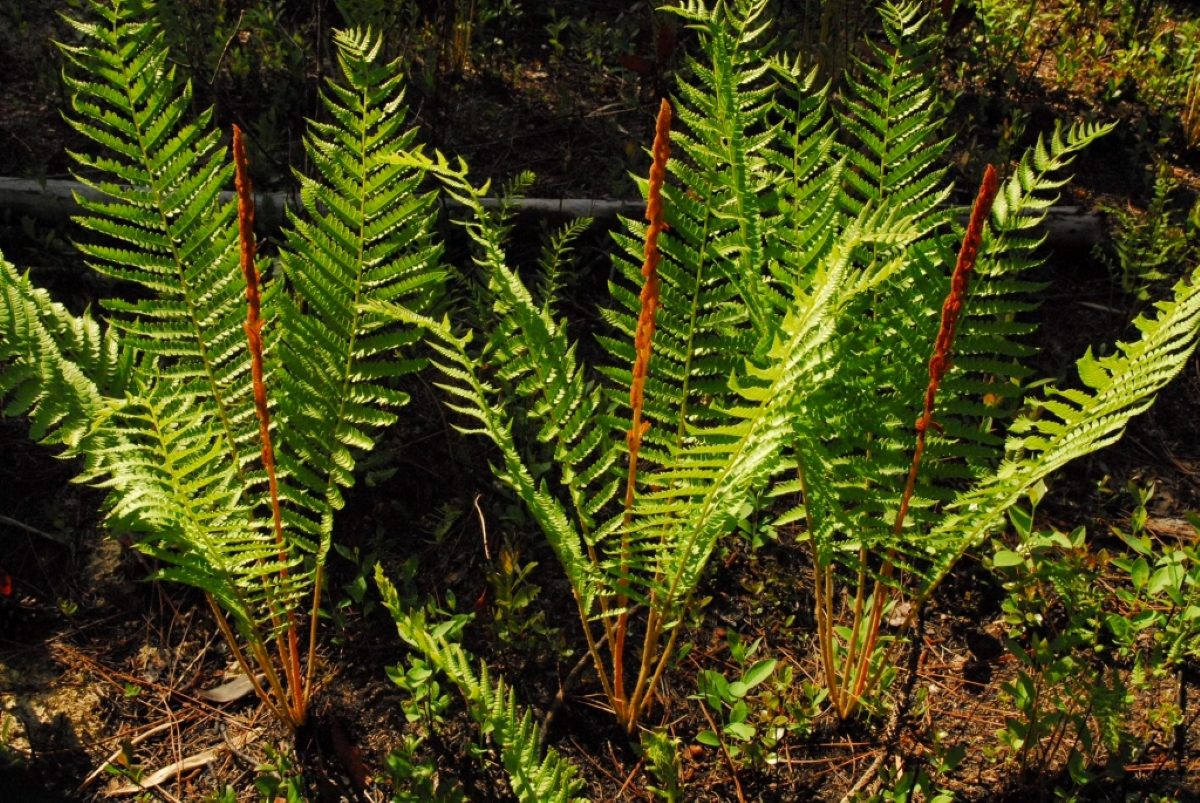 Cinnamon ferns in springtime, the Green Swamp Preserve. Photo by Tom Earnhardt
