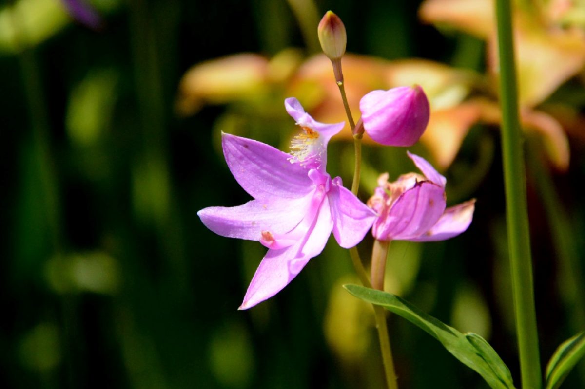 The grass pink orchid (Calopogon tuberous) is another of the native orchids found in the Green Swamp Preserve. Photo by Tom Earnhardt

