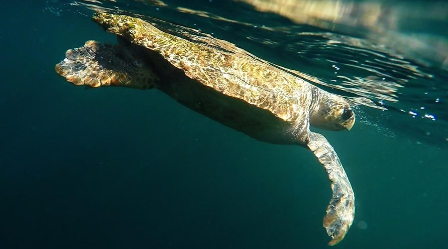 A loggerhead sea turtle swims just under the water's surface. Photo: NOAA