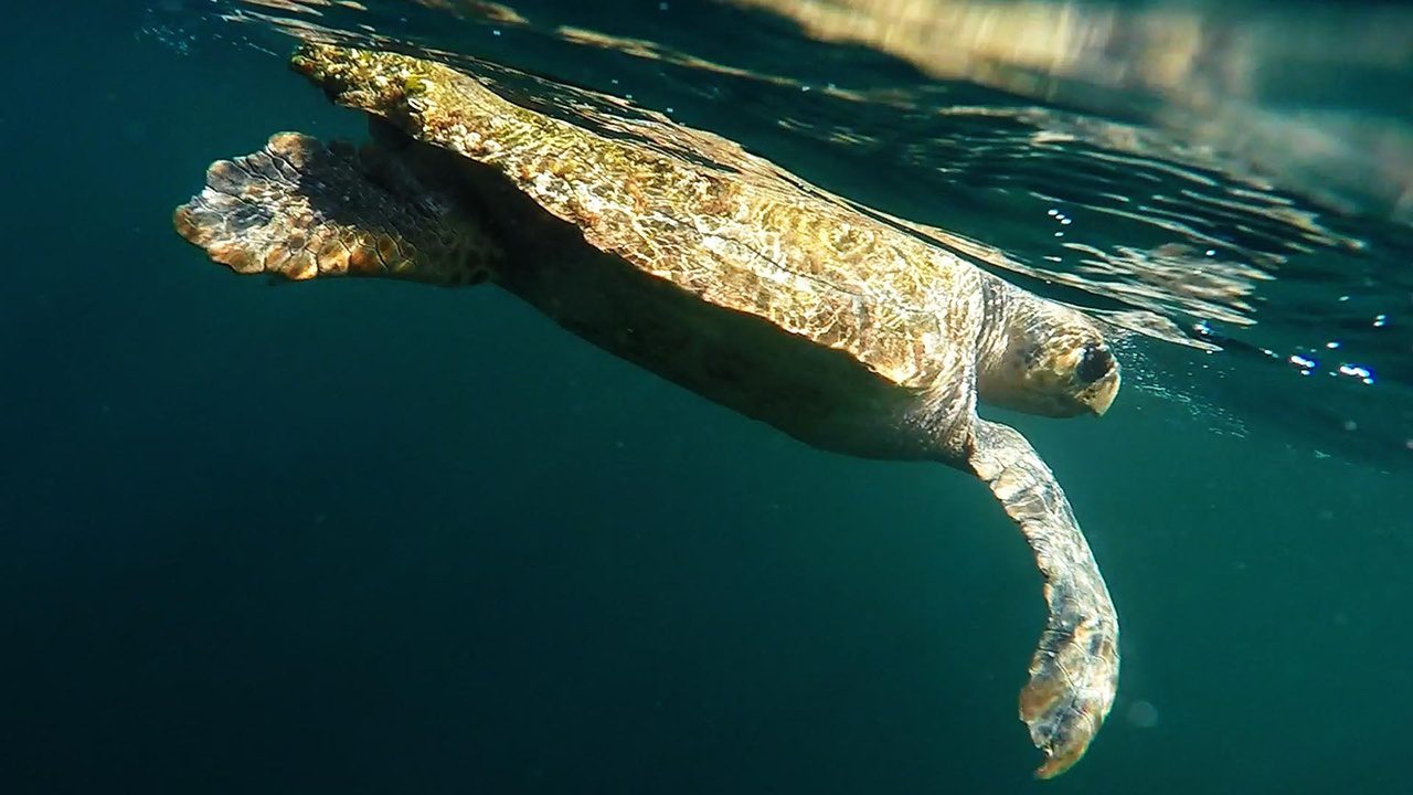 A loggerhead sea turtle swims just under the water's surface. Photo: NOAA