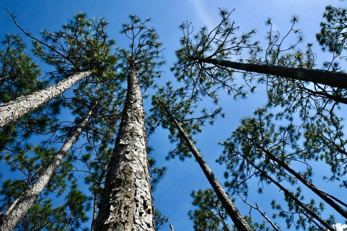 Read more about the article Efforts to restore the swamp pine are supported by grants