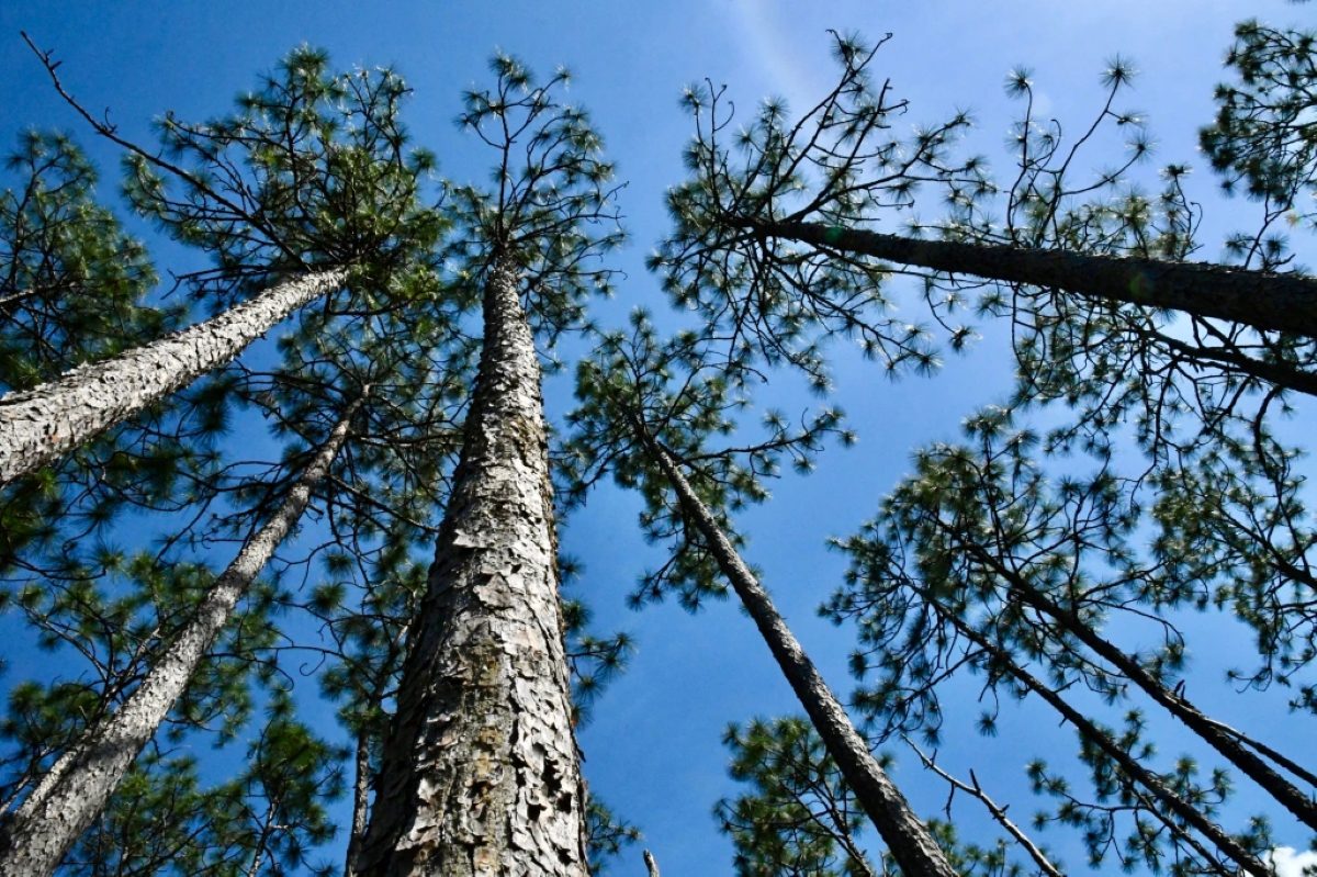 Looking up into the longleaf pines at the Green Swamp Preserve. Longleaf pine forest once stretched across a vast swath of the American South. Photo by Tom Earnhardt