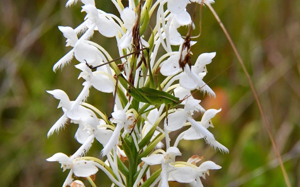 And here we see a katydid hiding out in a white fringed orchid. Photo by Tom Earnhardt
