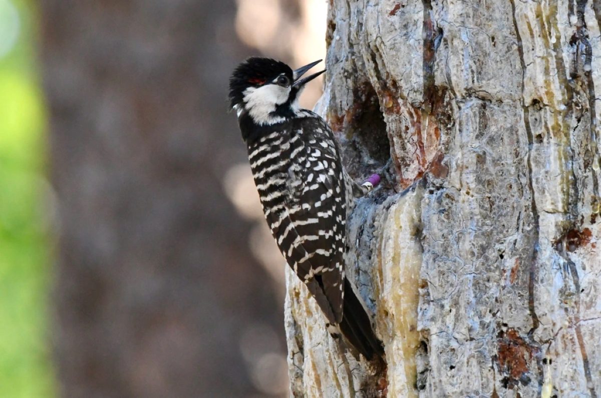 Tom reminded me that the red cockaded woodpecker (Leuconotopicus borealisis) is one of the signature species of North Carolina’s longleaf pine savannas. It plays an especially significant role in the Green Swamp Preserve because it digs its nesting cavity in living trees, creating homes for many other species of birds (including the blue bird below), as well as flying squirrels, the occasional raccoon, insects, and several species of reptiles and amphibians. Photo by Tom Earnhardt