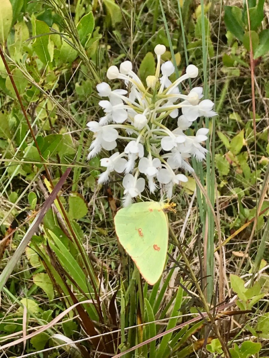 A cloudless sulfur butterfly (Phoebis sennae) on a white-fringed orchid (Platanthera blephariglottis) in the Green Swamp Preserve. Photo by Tom Earnhardt

