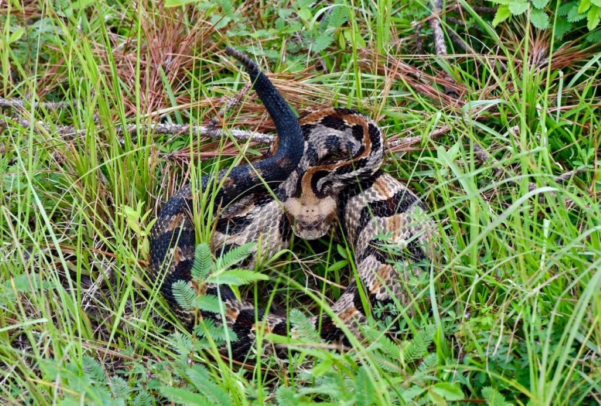 Timber rattlesnakes (Crotalus horridus) are not common in the Green Swamp Preserve, but Tom has seen a couple of them on rambles through its pine savannas. He said hello to this one in September 2020. Timber rattlers and other reptiles play a critical role in longleaf pine ecosystems. Photo by Tom Earnhardt
