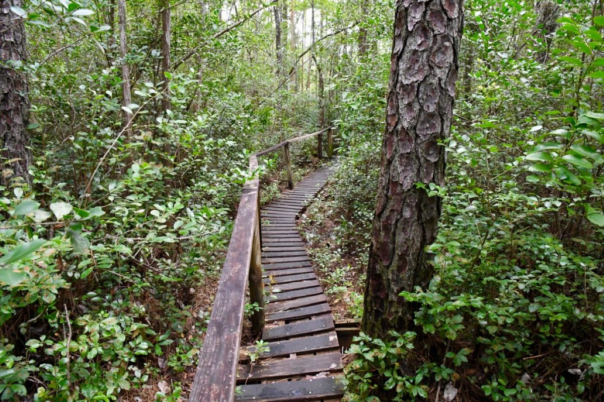 The Nature Conservancy has provided a mile-and-a-half-long trail to give visitors a chance to see the Green Swamp Preserve for themselves. You can learn more about visiting the Preserve here. Photo by Tom Earnhardt

