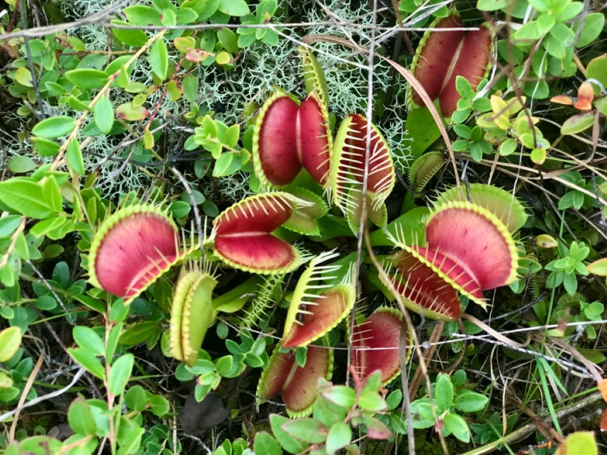 The only native habitat of the Venus flytrap is the bogs, pine savannas, and similar wetlands within approximately 90 miles of Wilmington, N.C., including the Green Swamp Preserve. “There’s no better place to observer Venus flytraps (Dionaea muscipula), especially when they begin to turn red, or even a deep crimson, in August and September,” Tom told me.

