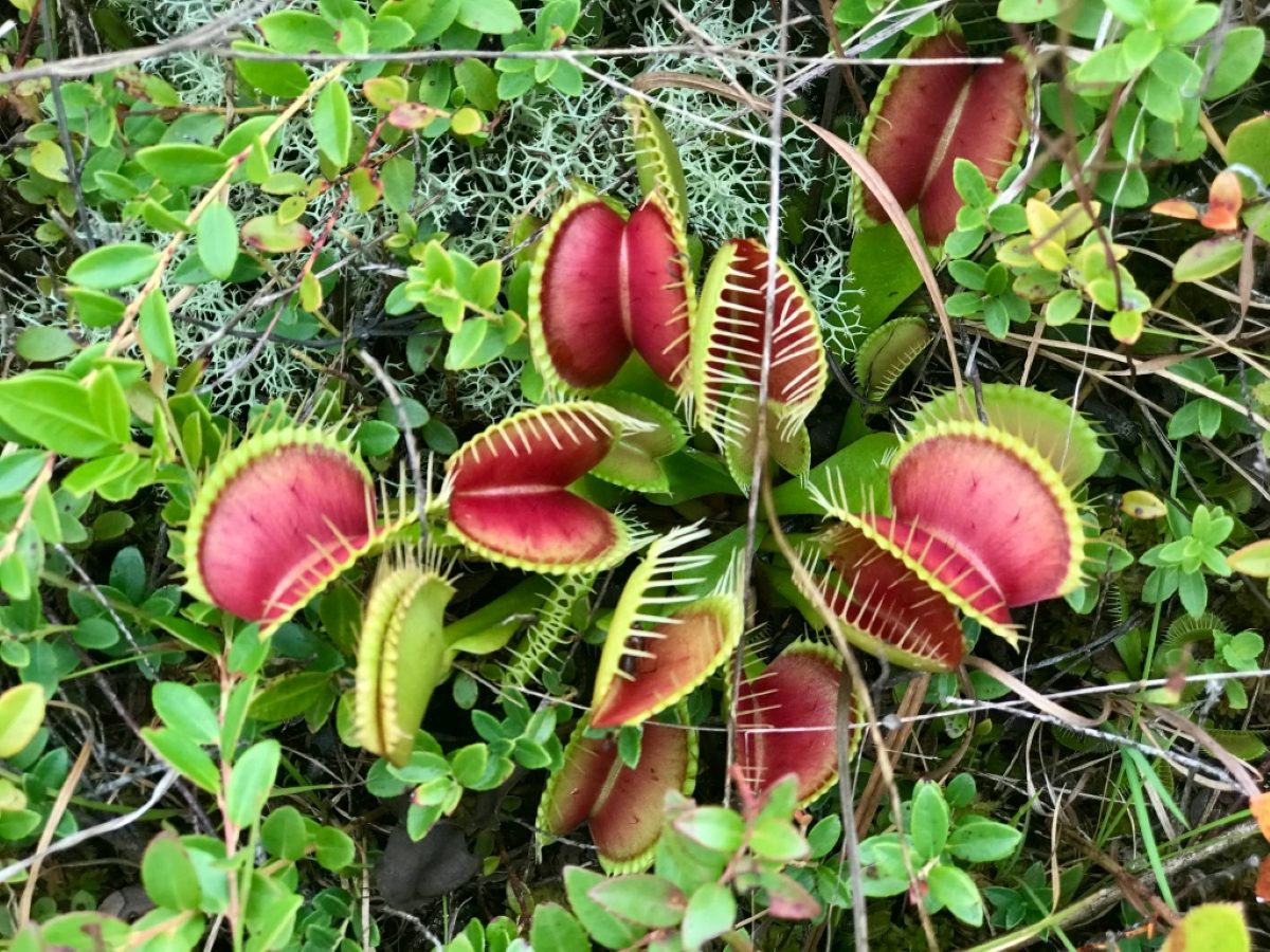 The only native habitat of the Venus flytrap is the bogs, pine savannas, and similar wetlands within approximately 90 miles of Wilmington, N.C., including the Green Swamp Preserve. “There’s no better place to observer Venus flytraps (Dionaea muscipula), especially when they begin to turn red, or even a deep crimson, in August and September,” Tom told me.
