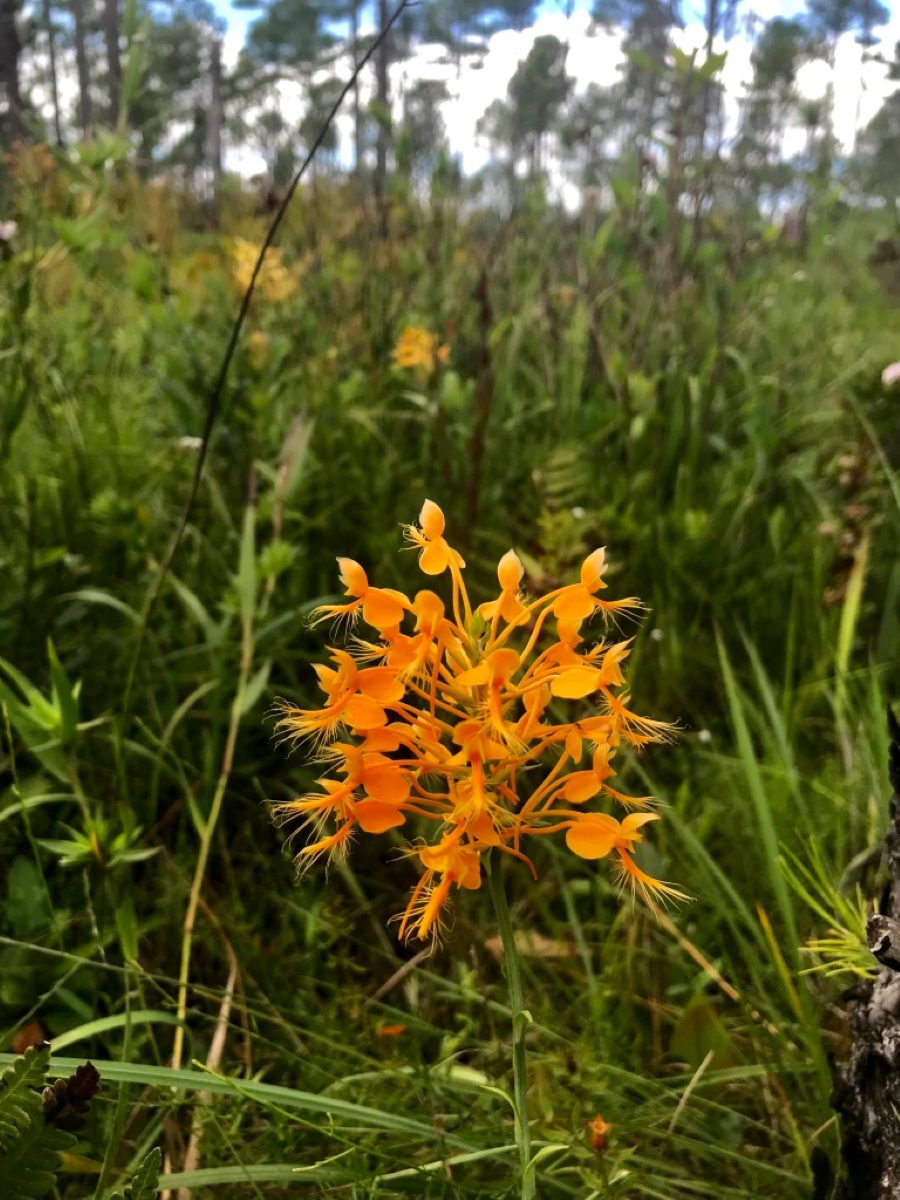 Tom told me that the yellow fringed orchid (Platanthera ciliaris) is one of his favorite North Carolina wildflowers. It blossoms in the Green Swamp from late July into early September. Photo by Tom Earnhardt

