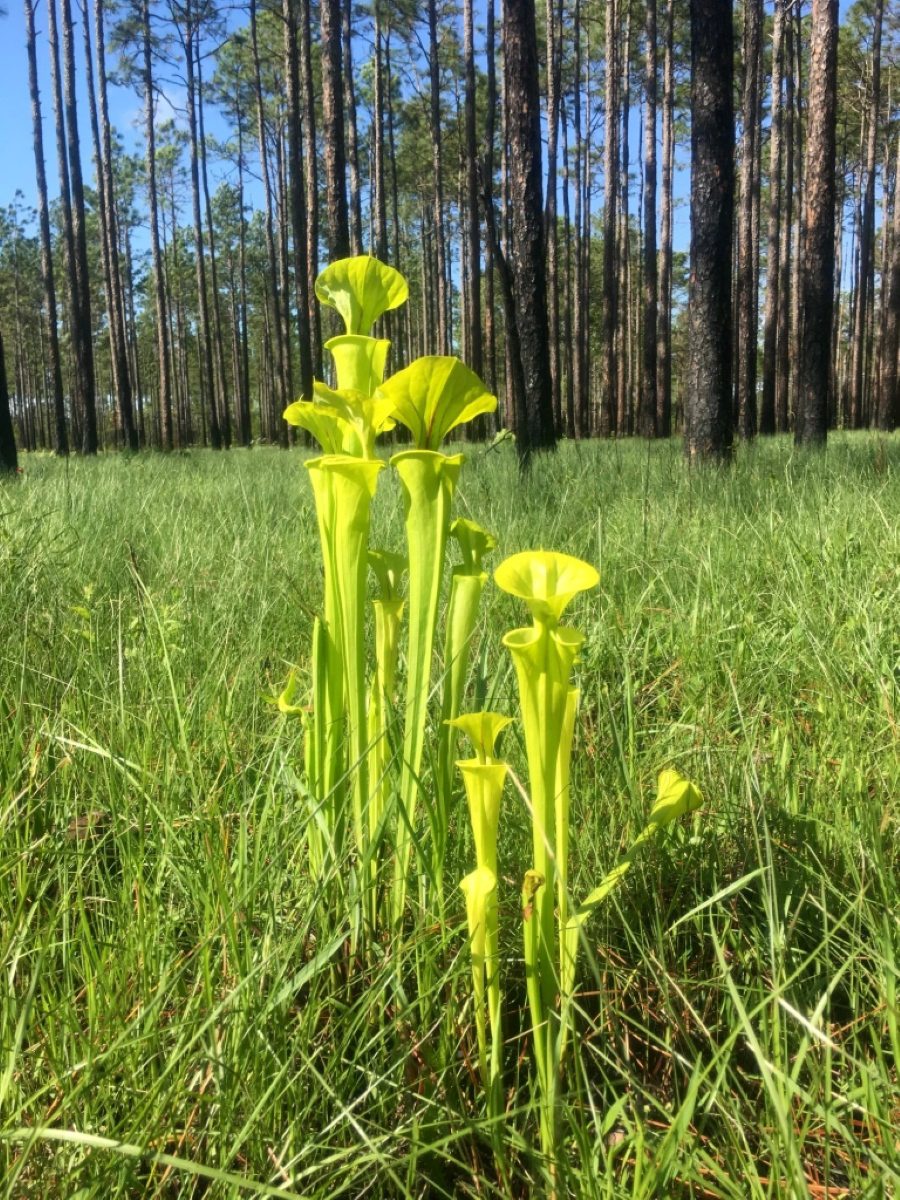 Tom told me that yellow pitcher plants (Sarracenia flavaare) are common throughout the Green Swamp Preserve. They are one of 14 insectivorous plants in the Preserve. “The Green Swamp is the epicenter of insectivorous plants in North Carolina,” Tom explained. The Preserve’s insectivorous plants include large populations of Venus flytraps, sundews, butterworts, bladderworts, and 4 species of pitcher plants. Unlike Venus flytraps, pitcher plants do not close on their prey. Instead, they lure insects down their tubes with nectar, then digest or drown them in fluids. Photo by Tom Earnhardt

