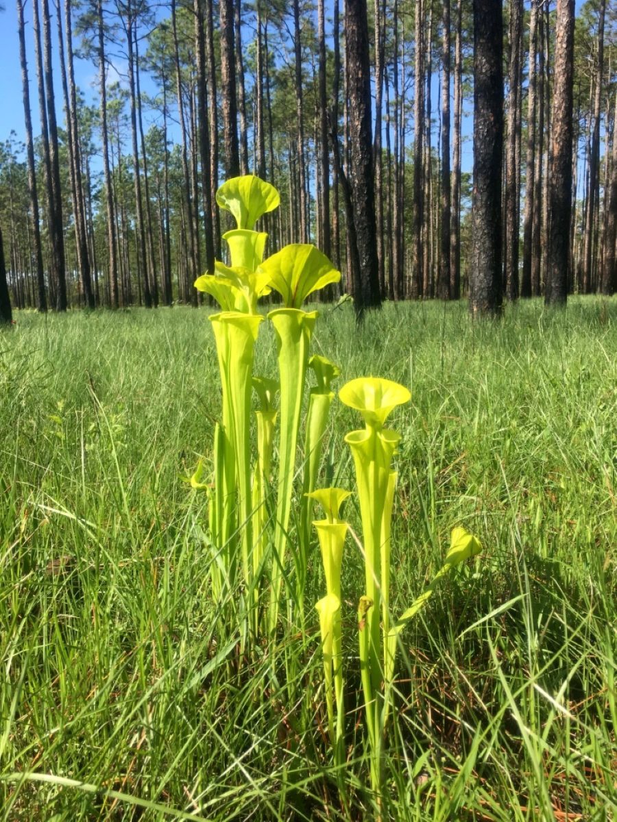 Tom told me that yellow pitcher plants (Sarracenia flavaare) are common throughout the Green Swamp Preserve. They are one of 14 insectivorous plants in the Preserve. “The Green Swamp is the epicenter of insectivorous plants in North Carolina,” Tom explained. The Preserve’s insectivorous plants include large populations of Venus flytraps, sundews, butterworts, bladderworts, and 4 species of pitcher plants. Unlike Venus flytraps, pitcher plants do not close on their prey. Instead, they lure insects down their tubes with nectar, then digest or drown them in fluids. Photo by Tom Earnhardt
