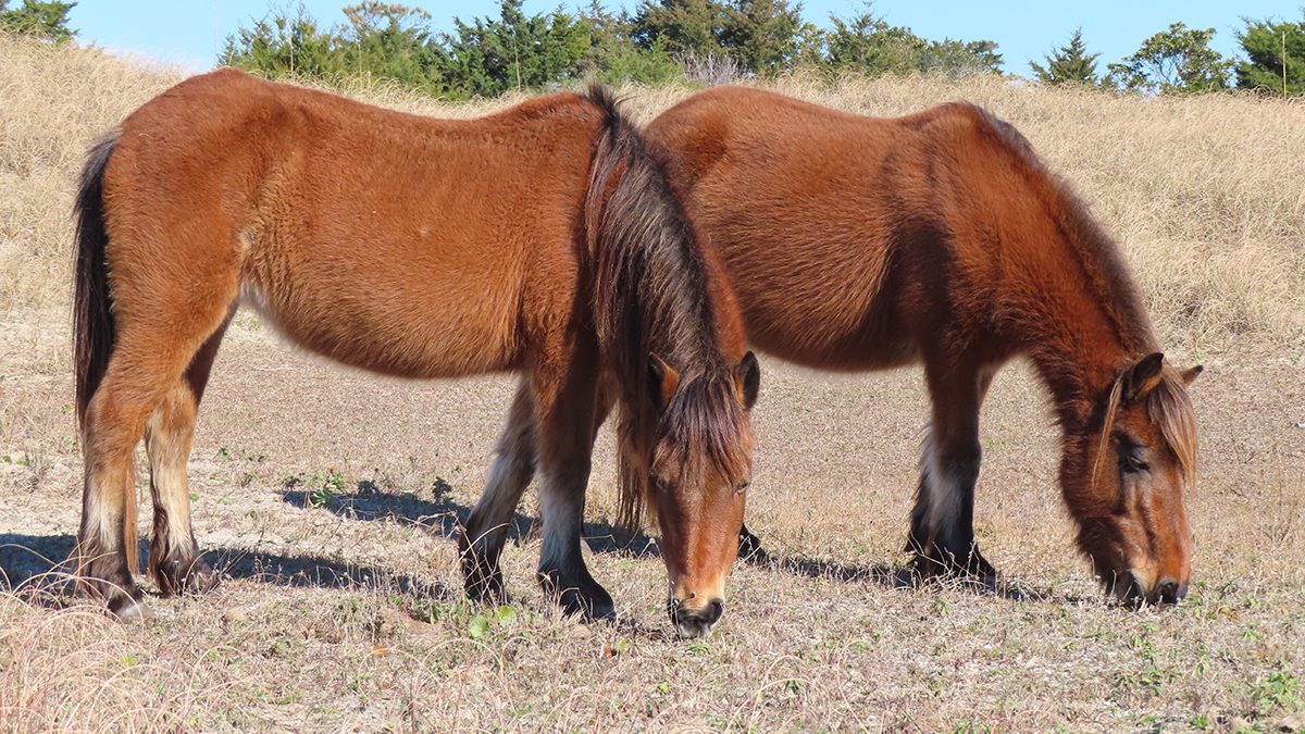 Two mares graze in January at Cape Lookout National Seashore. Photo: Contributed