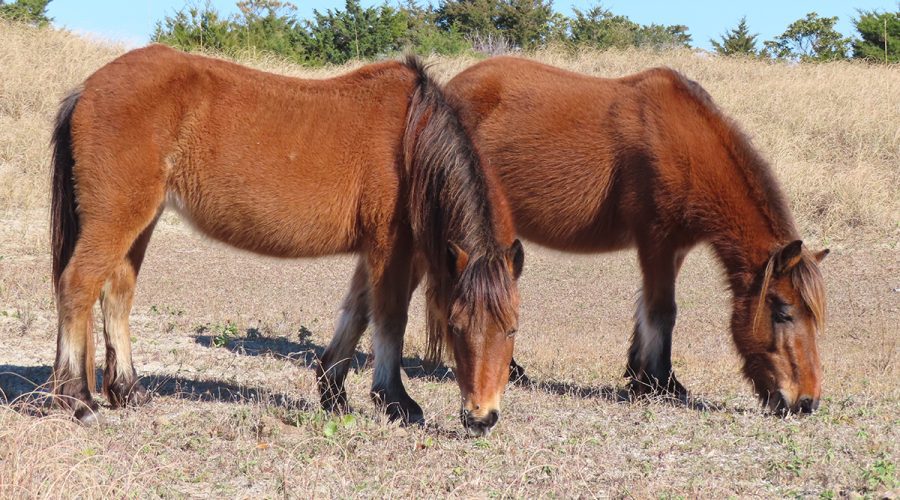 Two mares graze in January at Cape Lookout National Seashore. Photo: Contributed