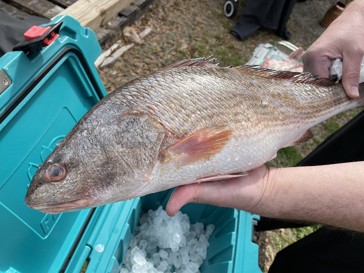 Firm fish such as red drum works in fish stew. Striped bass is another option, but whatever fish is fresh, fillet chunks or small whole fish such as spots, makes a tasty fish stew. Photo: Liz Biro