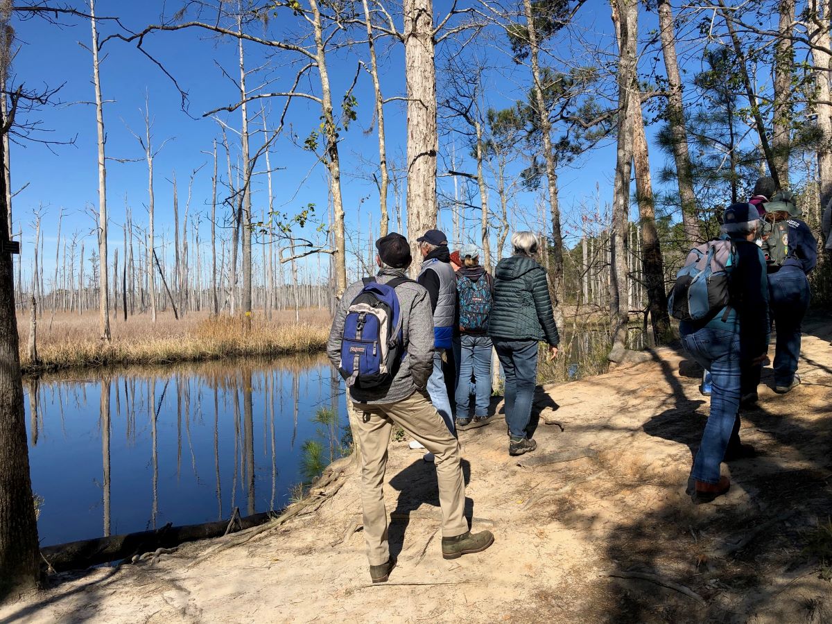 Hikers view the ghost forest along Town Creek.  Photo: Amy Mead
