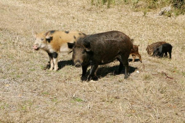 A family of feral hogs. Photo: Steve Hillabrand/USFWS
