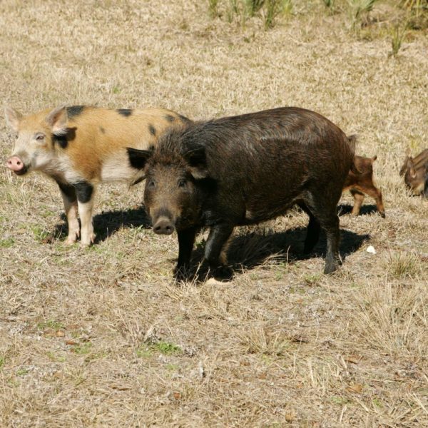 A family of feral hogs. Photo: Steve Hillabrand/USFWS