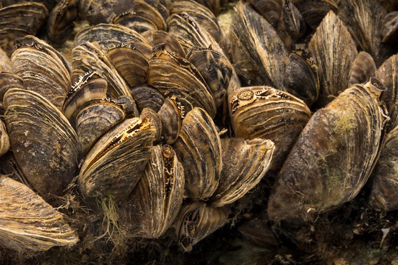 Zebra mussels. Photo: NCWRC