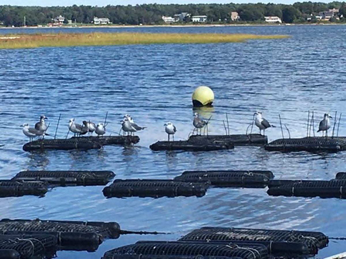 Terns take their turns on shellfish aquaculture cages outfitted with zip ties as deterrents in this photo from a Southeastern Massachusetts Aquaculture Center on Cape Cod presentation.