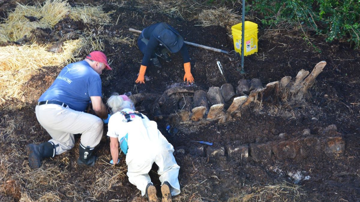 Volunteers assist with the 2019 exhumation of skeletal remains at Bonehenge Whale Center in Beaufort. The whale bones were identified in 2021 as belonging to a new species, the Rice’s whale. That discovery is the topic of one of the presentations scheduled at this year’s Whales and Whaling Symposium. The symposium will be held March 22 starting at 10 a.m. at the North Carolina Maritime Museum in Beaufort. Photo: NCMM