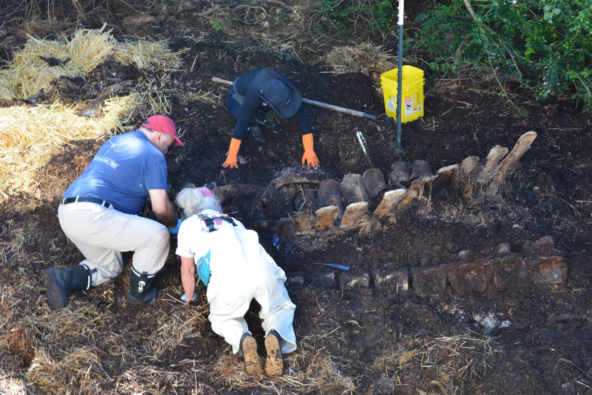 Volunteers assist with the 2019 exhumation of skeletal remains at Bonehenge Whale Center in Beaufort. The whale bones were identified in 2021 as belonging to a new species, the Rice’s whale. That discovery is the topic of one of the presentations scheduled at this year’s Whales and Whaling Symposium. The symposium will be held March 22 starting at 10 a.m. at the North Carolina Maritime Museum in Beaufort. Photo: NCMM