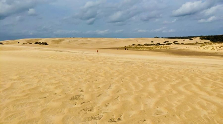 Jockey's Ridge State Park in Dare County features the tallest living sand dune system on the Atlantic coast. Photo: N.C. Parks