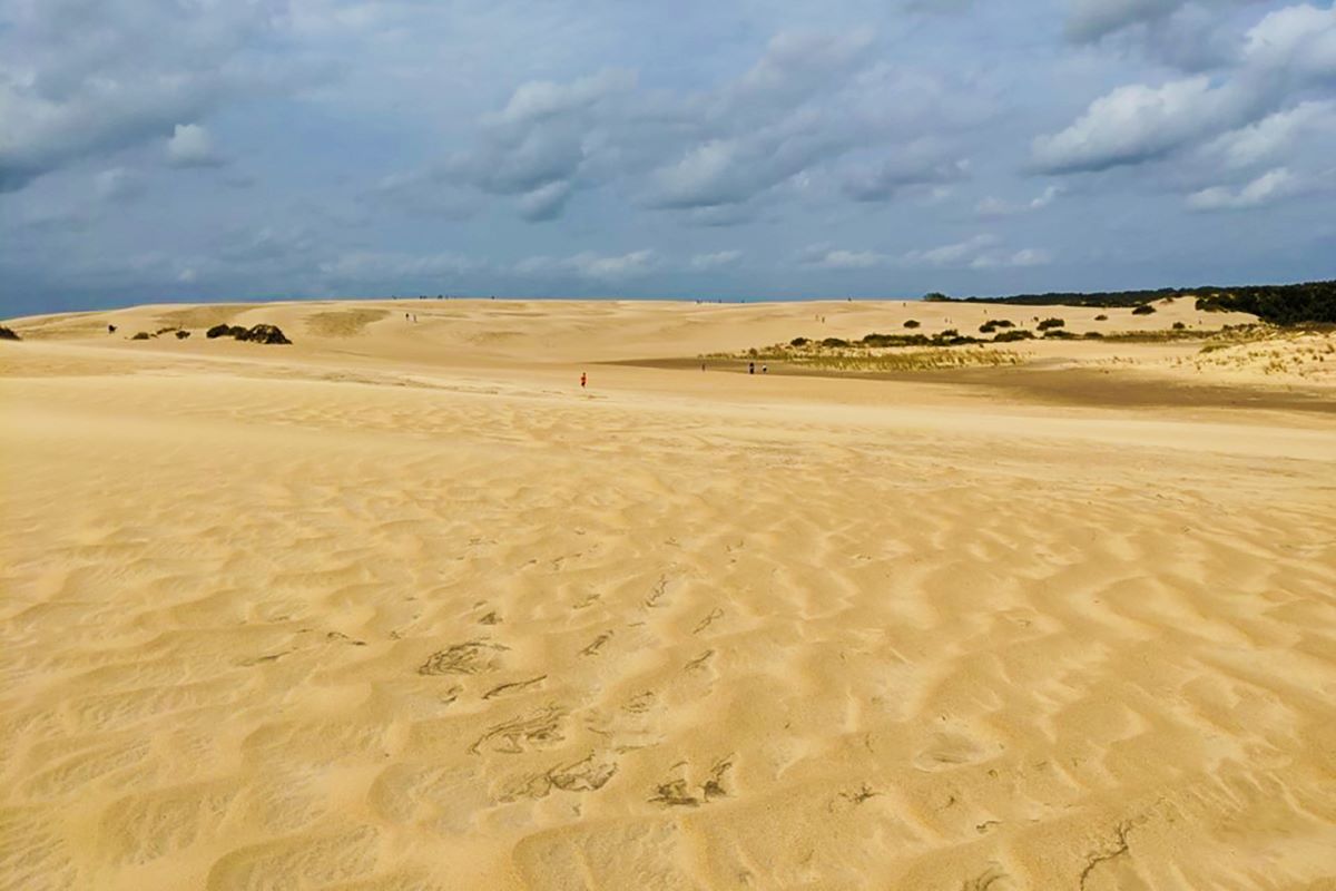 Jockey's Ridge State Park in Dare County features the tallest living sand dune system on the Atlantic coast. Photo: NCSPR