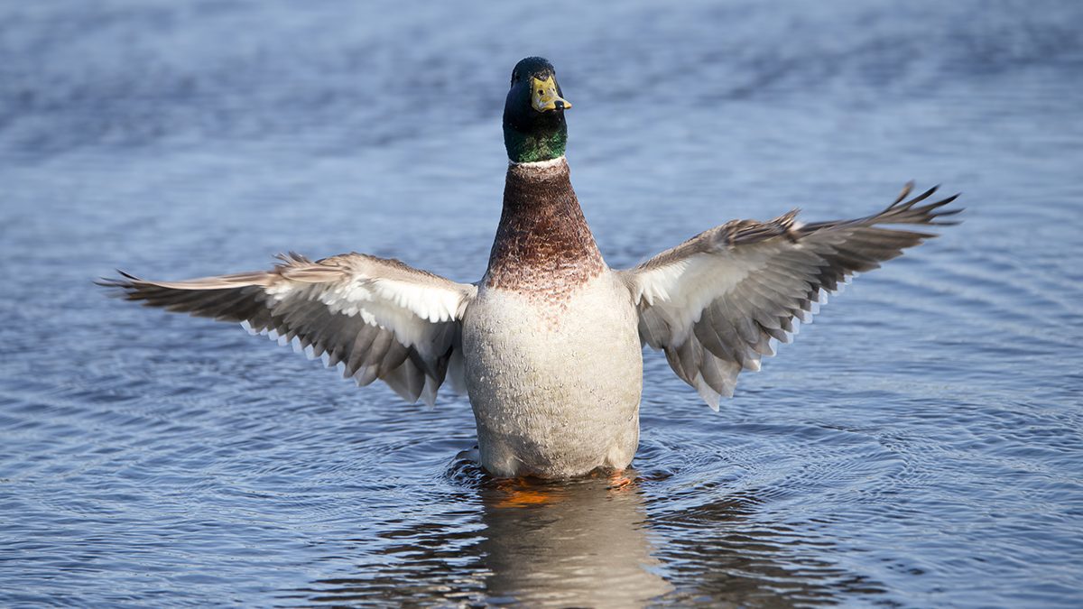 A mallard strikes a semaphore-like pose signaling the letter "R" as viewed over the weekend from the dike at the Roanoke Island Marshes Dedicated Nature Preserve. Covering almost 1,900 acres of marsh and wetlands, the preserve is possibly the least well-known of the protected natural areas on the Outer Banks. Although most of the preserve is impenetrable, a 1.3-mile trail along an impoundment is, at times, a birder’s delight. Photo: Kip Tabb