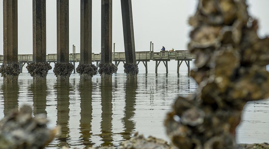 A fisherman casts a line into the Newport River from the Radio Island Fishing Pier in Morehead City. Photo: Dylan Ray